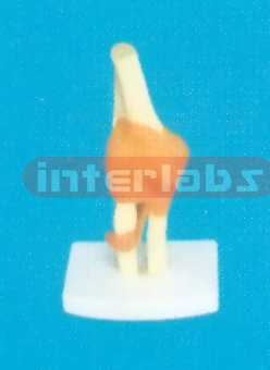 ADVANCED BIG LEFT ELBOW JOINT-FUNCTIONAL MODEL WEST-TYPE